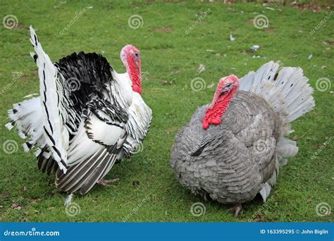 Royal Palm and Slate Breed Turkey Males Stock Image - Image of turkey ...