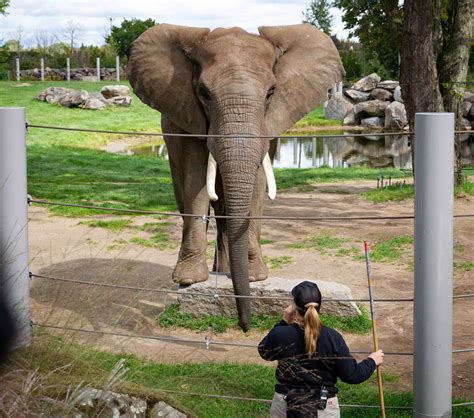 Éléphant d'Afrique | Zoo de Granby