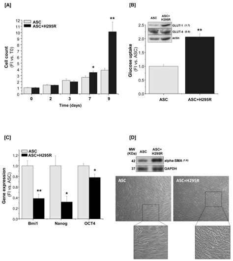 The Adipose Stem Cell as a Novel Metabolic Actor in Adrenocortical ...