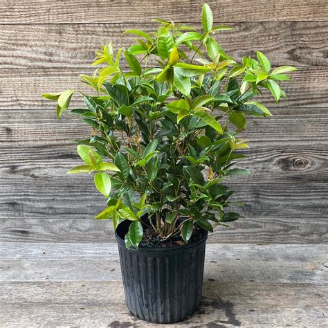 Fragrant Tea Olive, Sweet Olive - Osmanthus fragrans – ServeScape