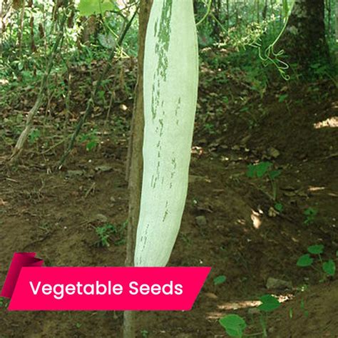 Snake Guard Long (പടവലം (നീളൻ)) – Mahaagrin