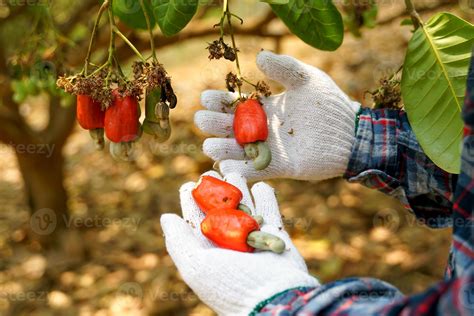 Farmers take bunches of cashews from the trees to inspect the quality ...
