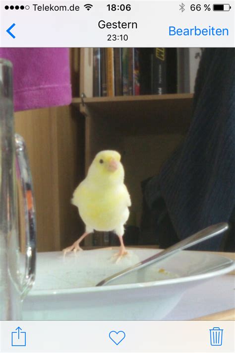 Kanarienvogel entflogen Bonn Endenich in Bonn | Tiere | Kleinanzeigen