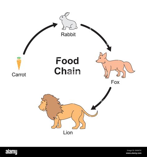 Science Food Chain 的图像结果