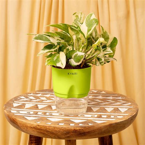 Kyari Good Luck Money N' Joy Live Plant with Green Self Watering Pot ...