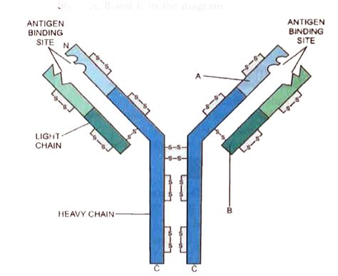 In the figure, structure of an antibody molecule is shown. Name the ...