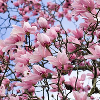 Buy Dorall Collection Orientals Nashwa For Women Online at Best Price ...