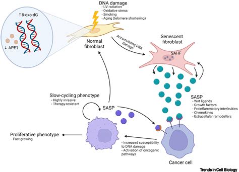 Epigenetic Modifications 的图像结果