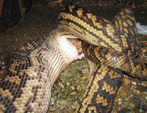 Python Eating Kangaroo 的图像结果