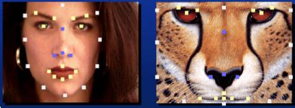 Image result for Warping Face Python