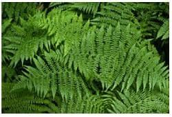Structure and Reproduction Pteridophytes - Botany Optional for UPSC PDF ...
