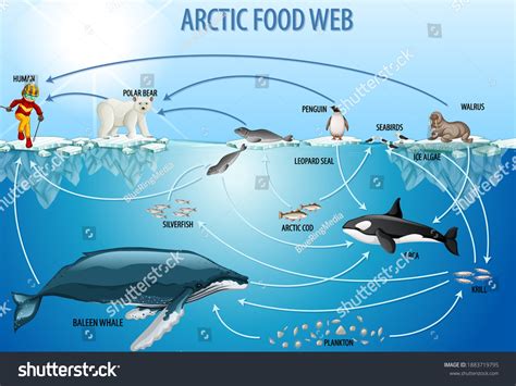 Simple Arctic Food Web