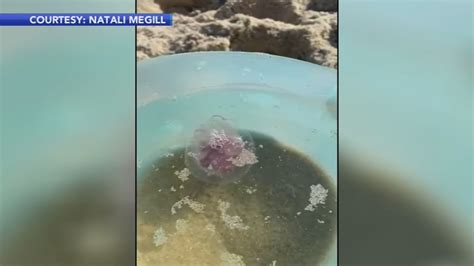 Mauve stinger: Pinkish-purple jellyfish with powerful sting turning up ...