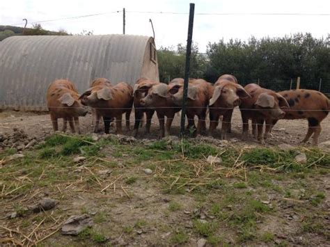 West Country Farm and Food Tours (Exford) - 2022 What to Know Before ...