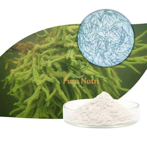 Spongilla Spicule Freshwater Hydrolyzed Sponge Skin Conditioning