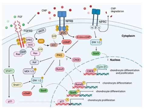IJMS | Special Issue : Bone Development and Growth