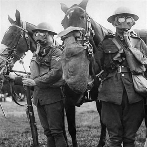 Horse Gas Mask History at Ryan Ogilby blog