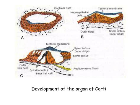 Image result for Ear Embryonic Development
