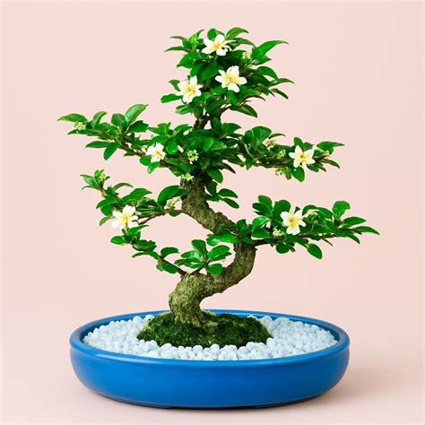 Buy Carmona Flowering Bonsai Plant 4 Years 30 cm in Blue Oval Shaped ...