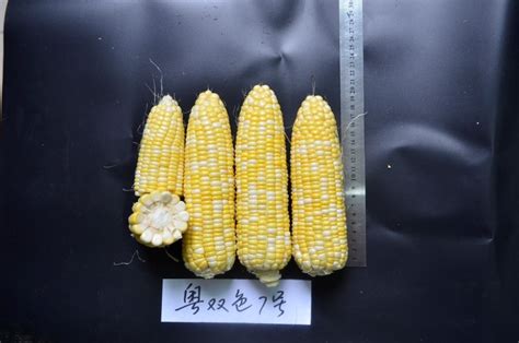 两个品种入围十强！省农科院作物所优秀玉米品种引全国关注_腾讯新闻