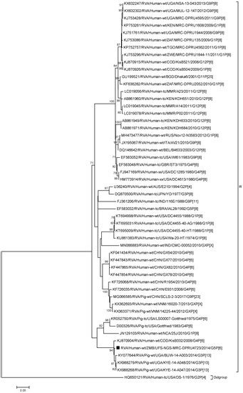 Molecular Characterisation of a Rare Reassortant Porcine-Like G5P[6 ...