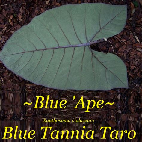 Polynesian Produce Stand : ~BLUE 'APE~ Blue Tannia TARO Xanthosoma violaceum EDIBLE ELEPHANT EAR ...