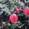 Differentiate between natural and artificial vegetative propagation in ...