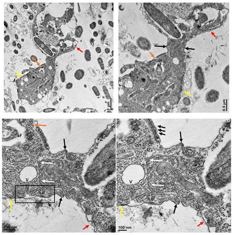 Pathogens | April 2022 - Browse Articles