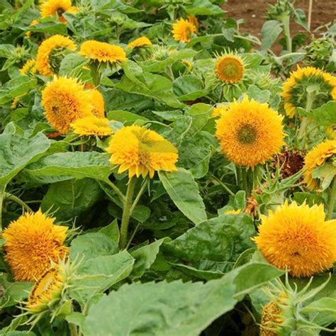 Sunflower Dwarf Teddy Bear Sungold Seeds – Fluffy Yellow Blooms for ...