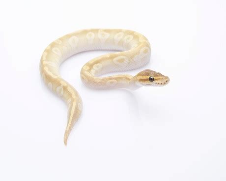 Image result for Python Regius