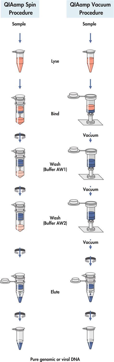 Image result for DNA Extraction QIAGEN Protocol