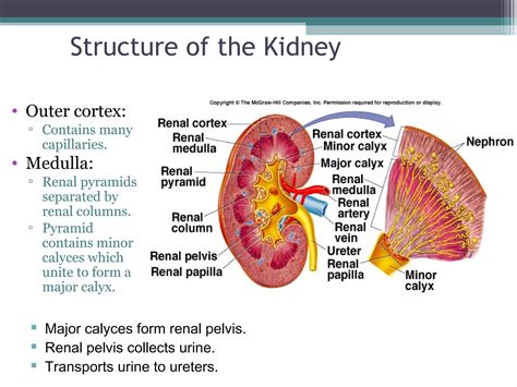 Physiology of the kidneys | PPT