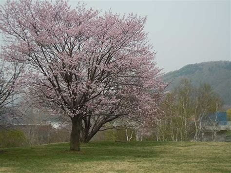 Makomanai Park, sapporo, Japan - Top Attractions, Things to Do ...