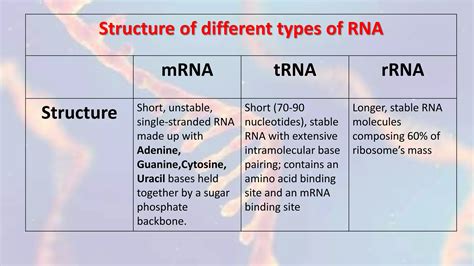 RNA Types 的图像结果