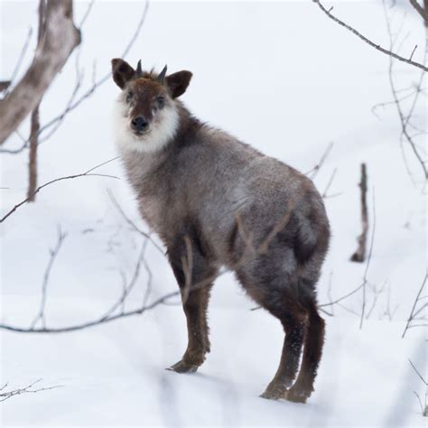 Japanese serow in my top 10 list of things to do: go to Japan and see a wild serow. | Endangered ...