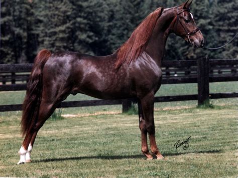 Millionaire | Horses, American saddlebred horses, Horse breeds