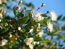 fiori di mirto murta comum wikip 233 dia a enciclop 233 dia livre fiori di mirto murta comum wikip 233 dia a enciclop 233 dia livre
