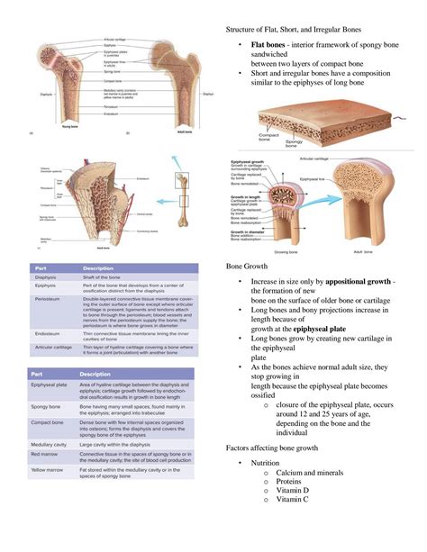 Image result for Muscular System Lecture Video