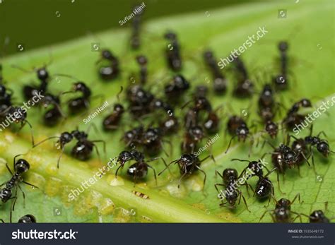 Black Garden Ant