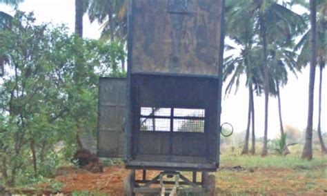 Cages kept to trap tiger in Gudalur