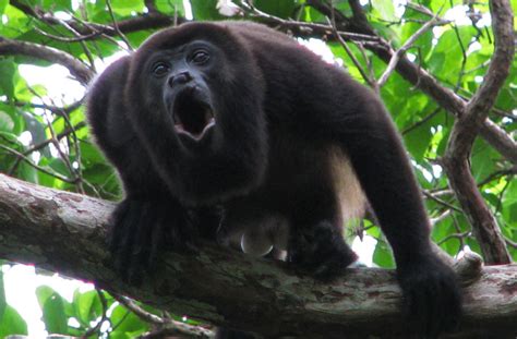 A Parable: Why Belize's Howler Monkeys are Having the Last Scream