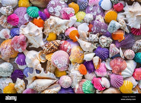 Image result for Most Colorful Sea Shell