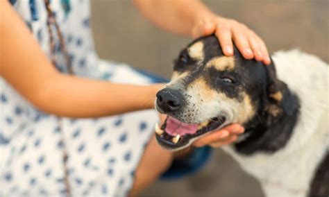 Bharatiya Nyaya Sanhita: सावधान! अगर आपने किसी भी पशु को मारा तो हो ...