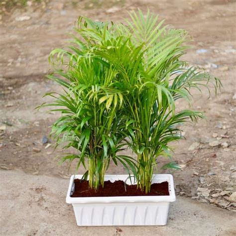Mphmi Pune Plants Live Season Indoor Areca Palm (Two in one) in 24 Inch ...