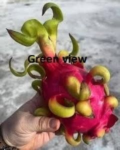 Green view Dragon Tree Price in India - Buy Green view Dragon Tree ...