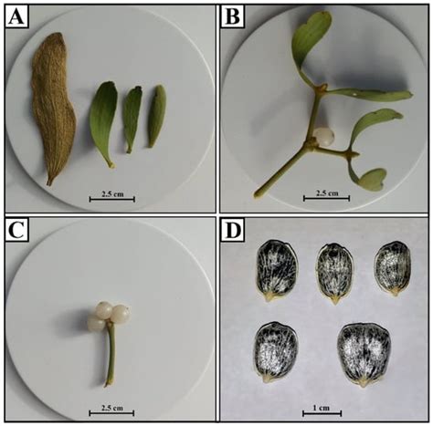 The Mycobiota Diversity Associated with Mistletoe (Viscum album L.) in ...
