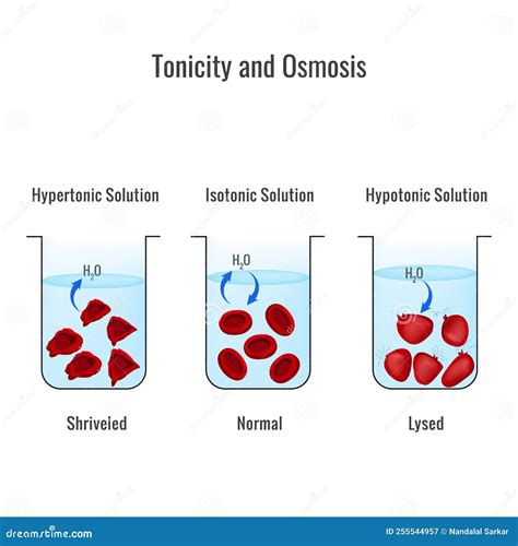 Image result for Isotonic Solution Examples