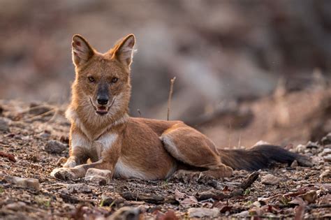Dhole | Zoo de Granby