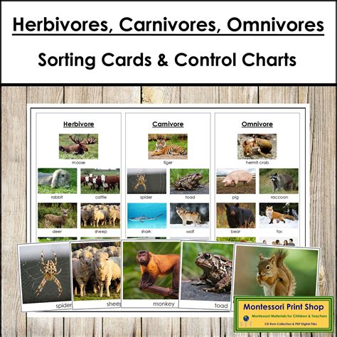 Herbivore Carnivore Omnivore Learn To Classify Animals: Herbivore,