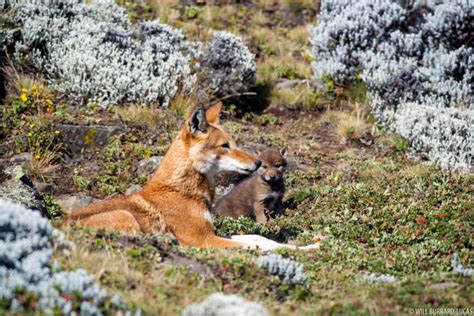 Image result for Wolves Types